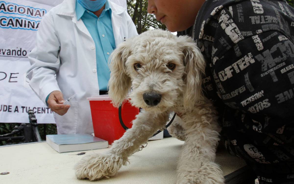perro en campaña antirrabica tenango del valle 2025