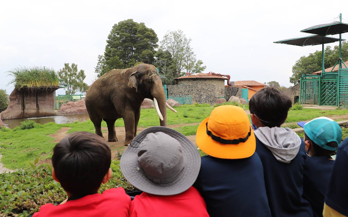 niños en campamento zoologico de zacango 2025