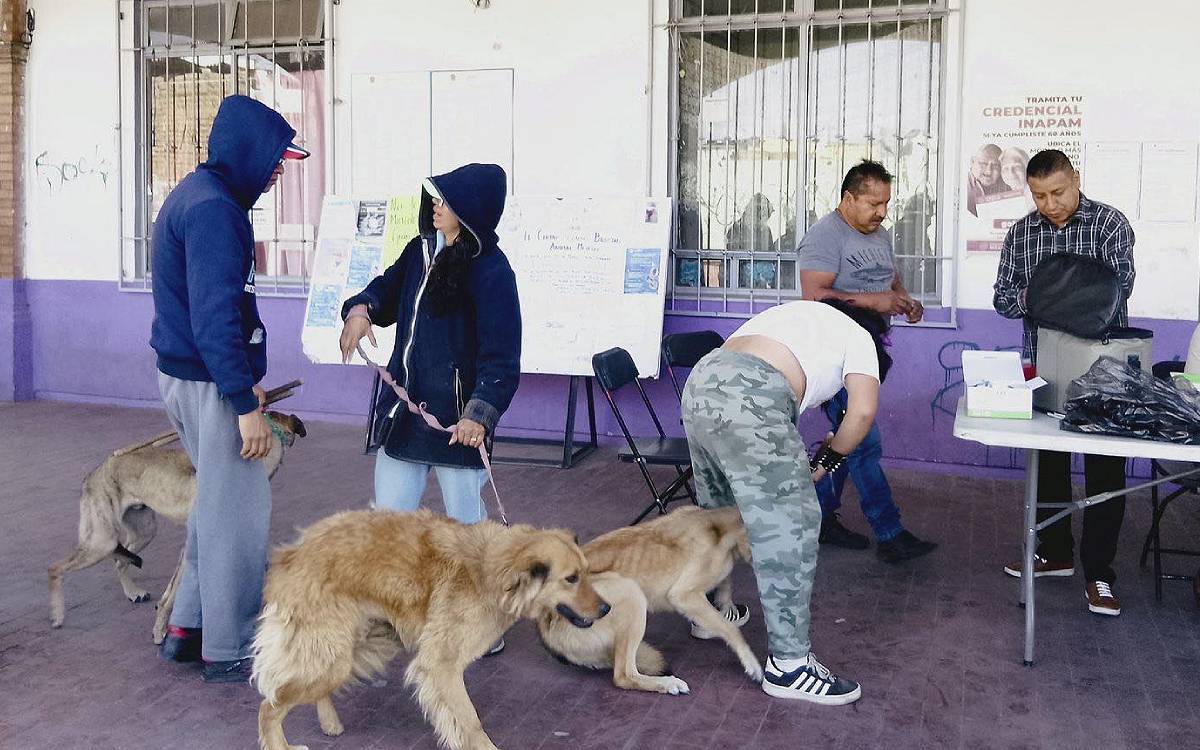 esteriliza gratis a tu mascota en el centro de control animal de metepec