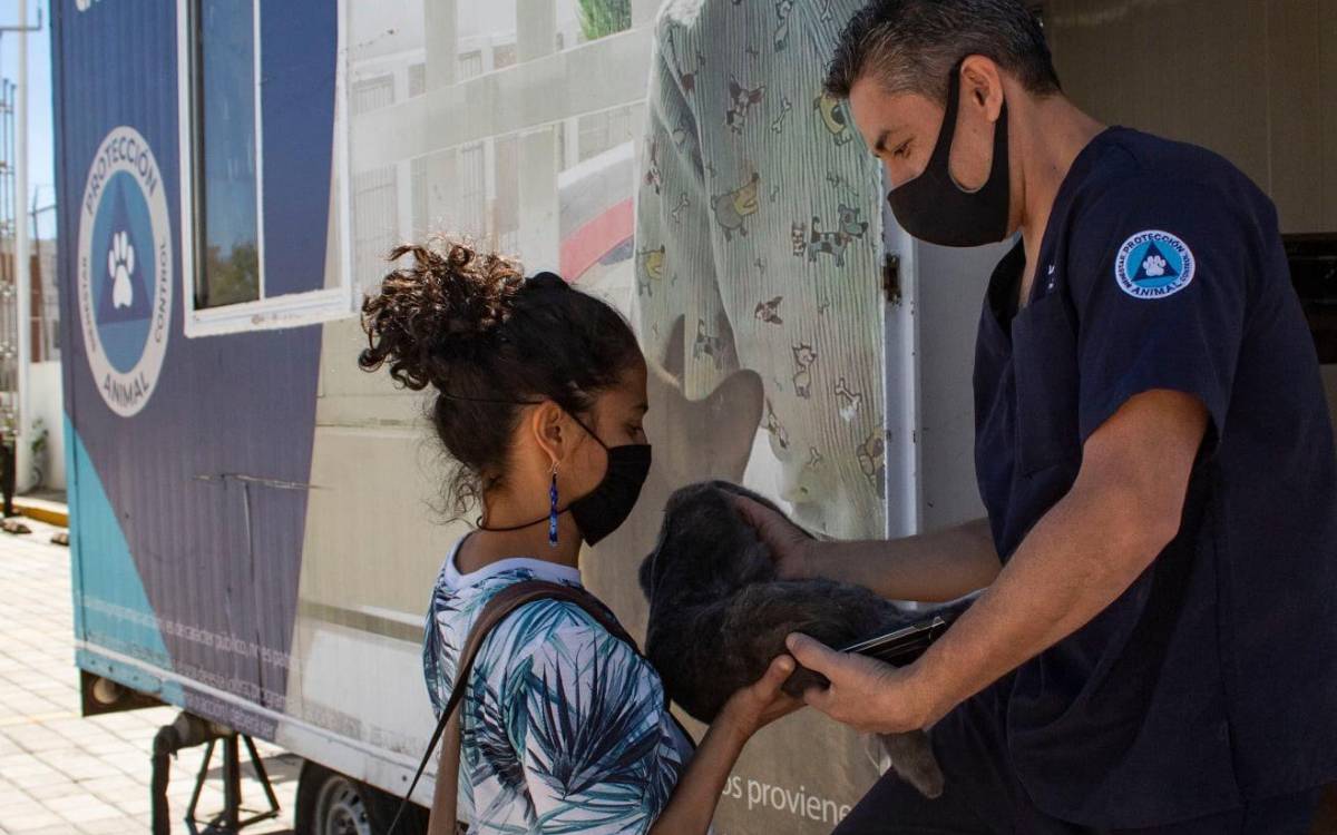 esterilizacion gratis san mateo atenco para perros y gatos