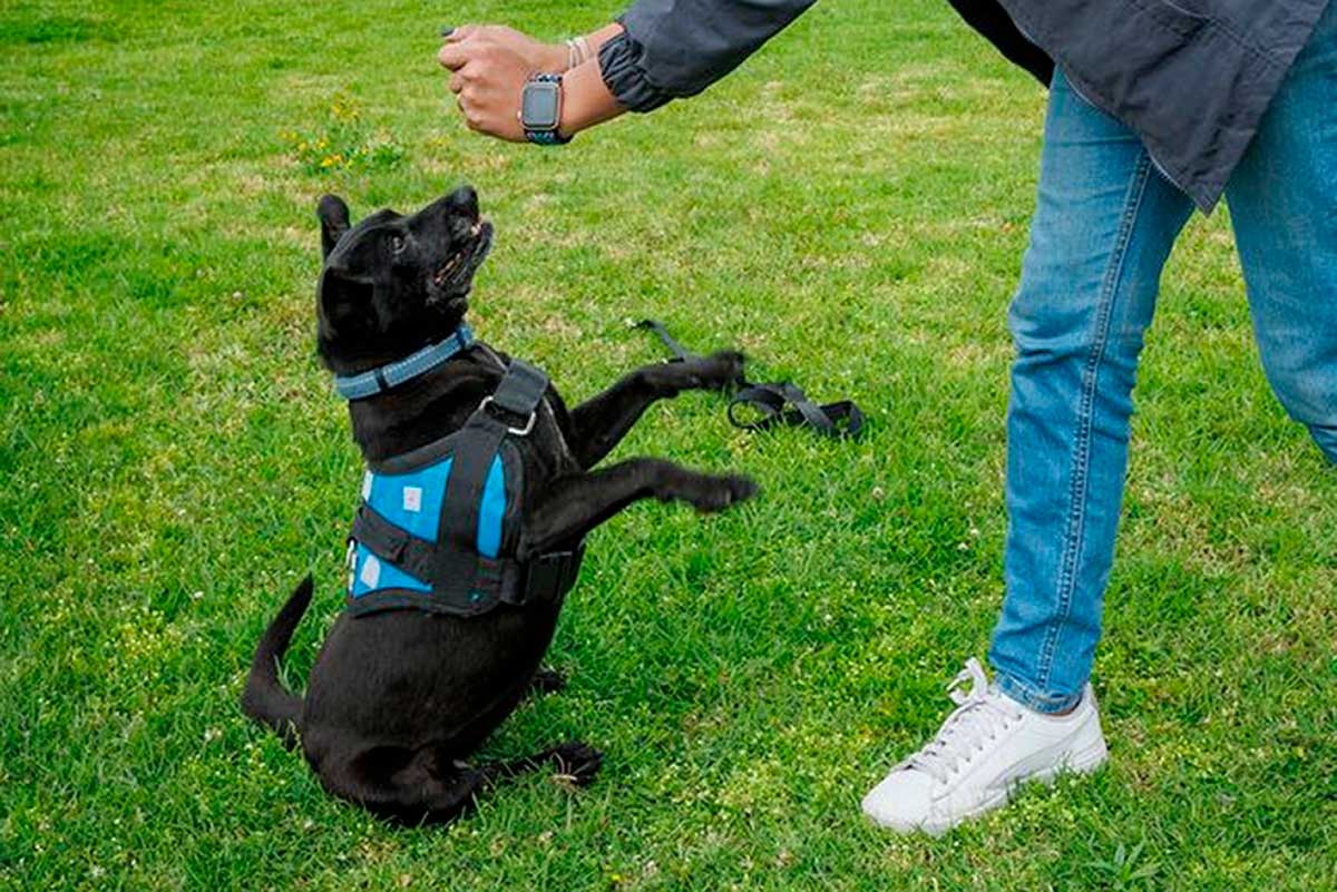 Acompañar el duelo por la pérdida de una mascota: la importancia de la empatía