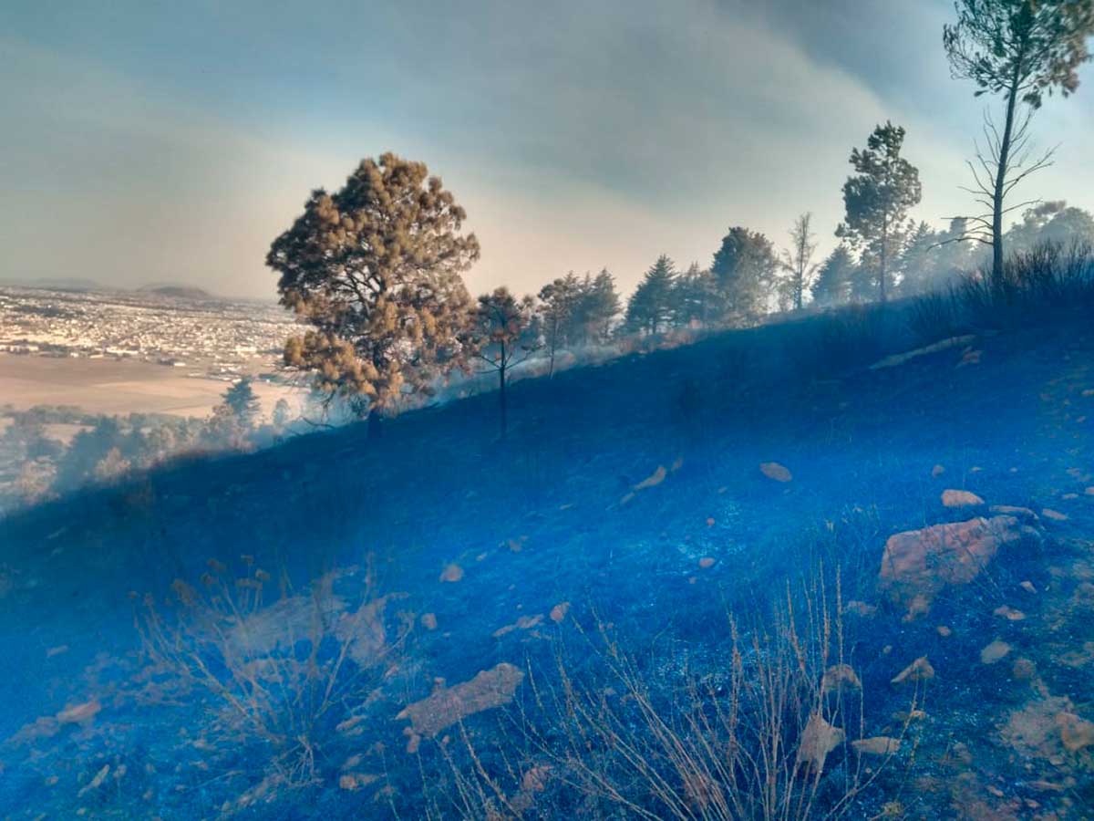 La devastación silenciosa: incendios forestales en Toluca ponen en riesgo flora y fauna endémica