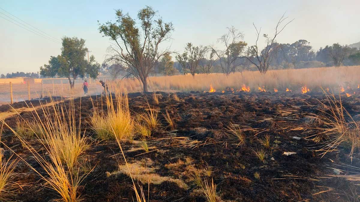 Pastizal quemado por incendio.