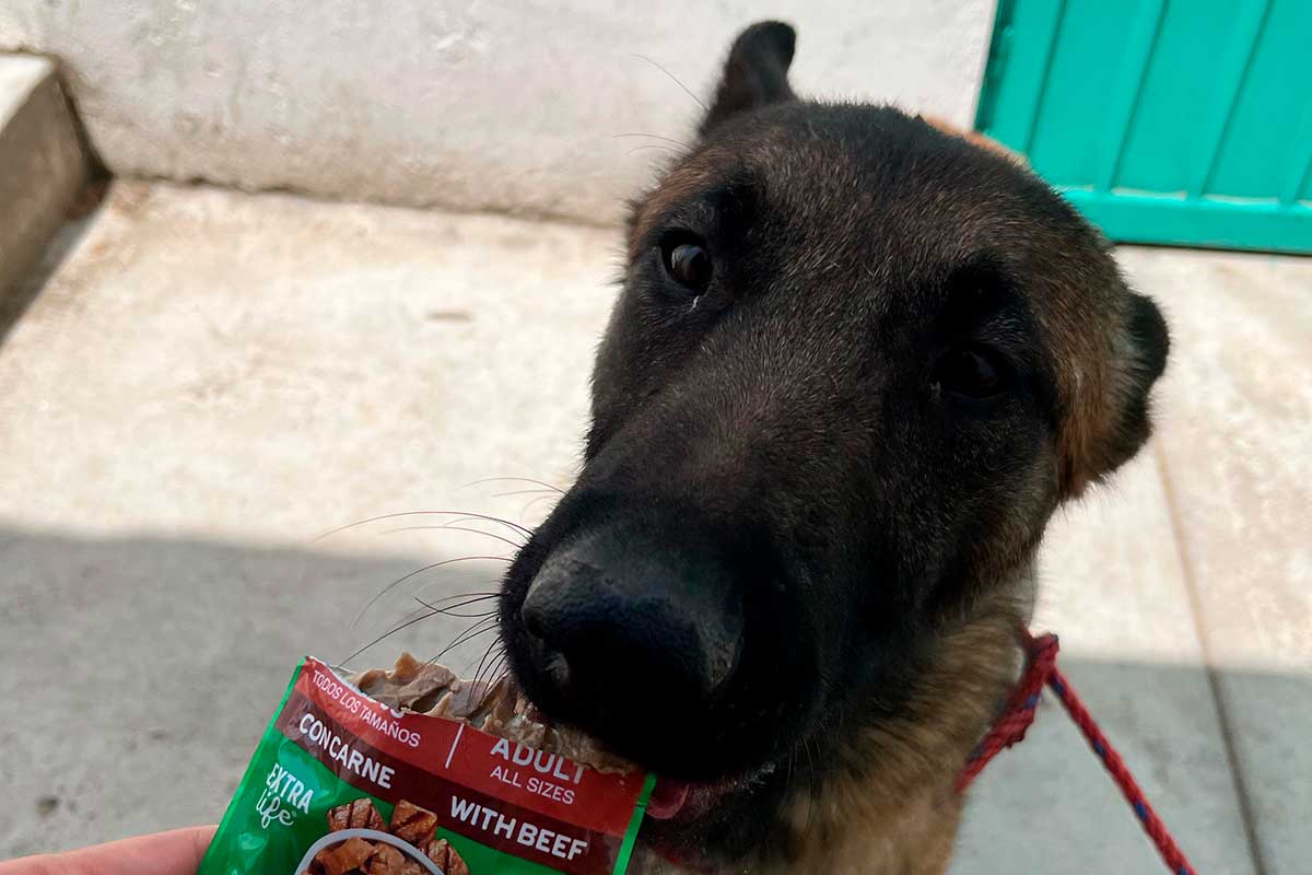 Perritos Rescatados de Zopilocalco en Toluca.