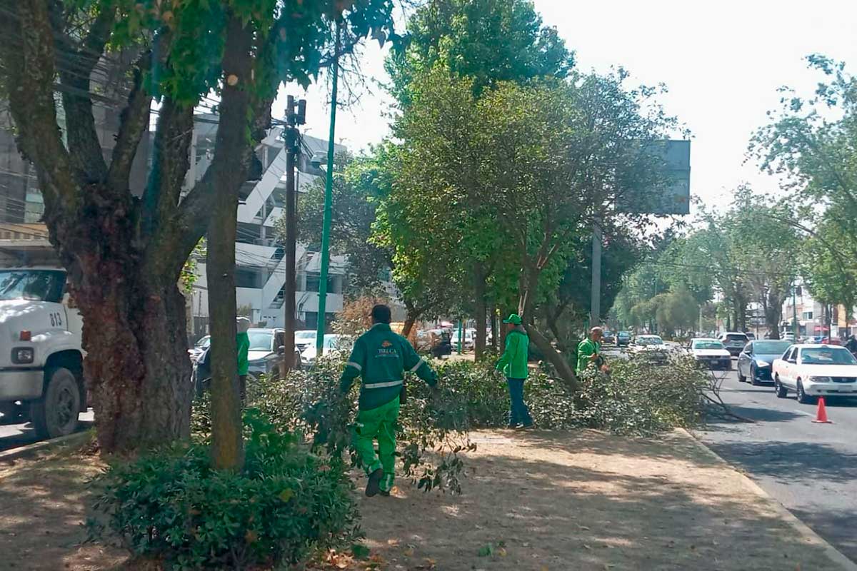 Toluca da mantenimiento a cámaras de vigilancia y poda árboles en vialidades para el mejoramiento de la visibilidad.