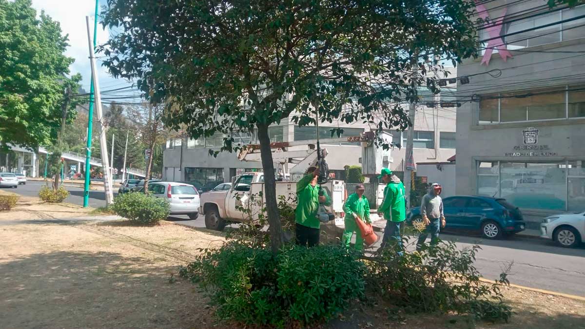 Toluca da mantenimiento a cámaras de vigilancia y poda árboles en vialidades para el mejoramiento de la visibilidad.