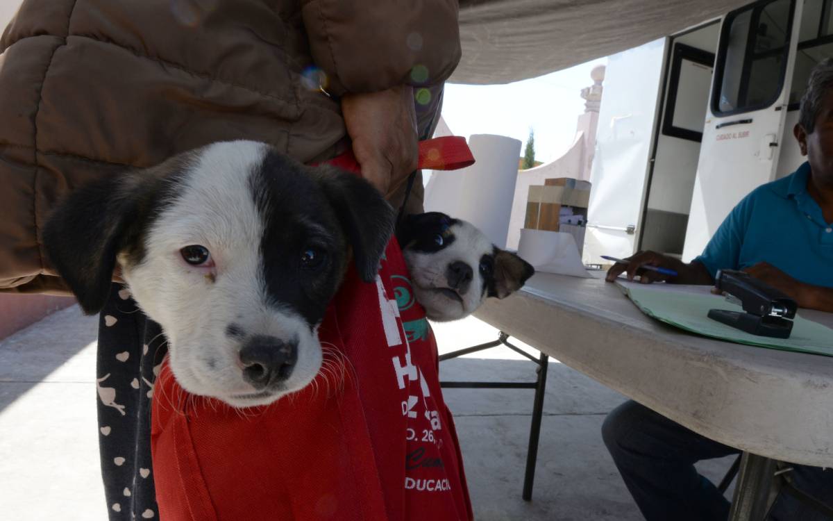 donde esterilizar a mi perro en toluca