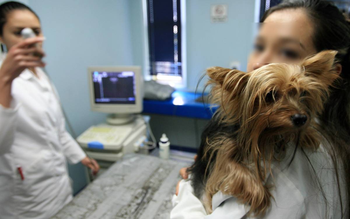 Esteriliza a tu mascota en el Centro de Control Animal de Toluca