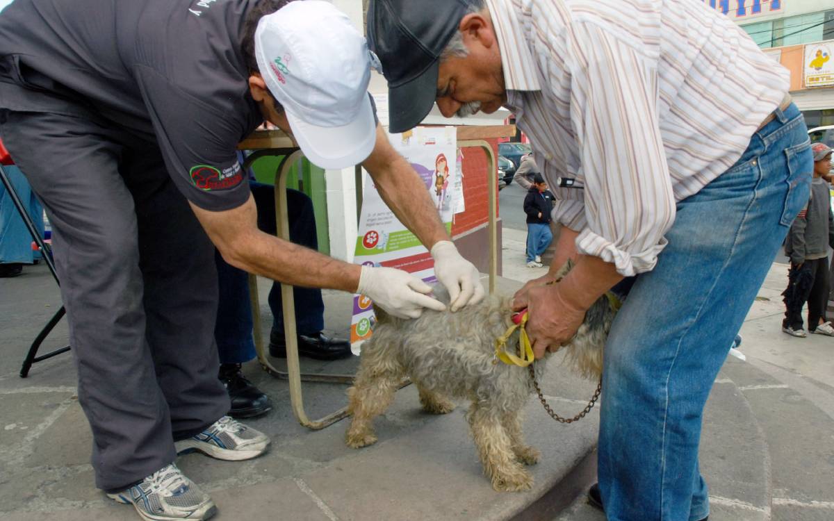 campaña esterilizacion gratis en san mateo atenco