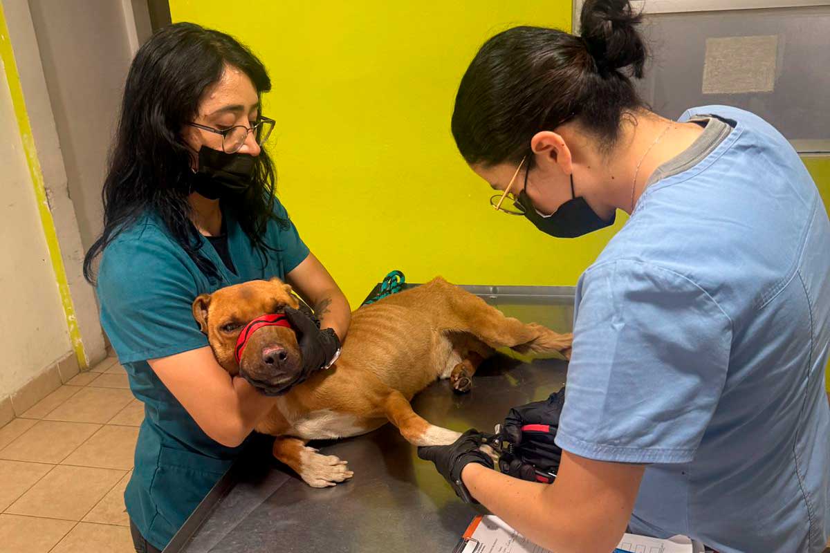 Gobierno de Toluca rescata a tres caninos víctimas de maltrato en San Pedro Totoltepec