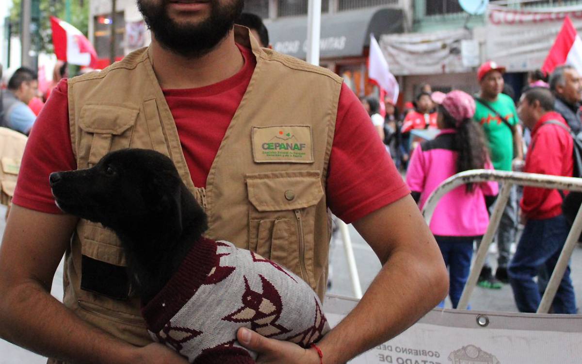 adopcion perritos afuera de estadio toluca fc