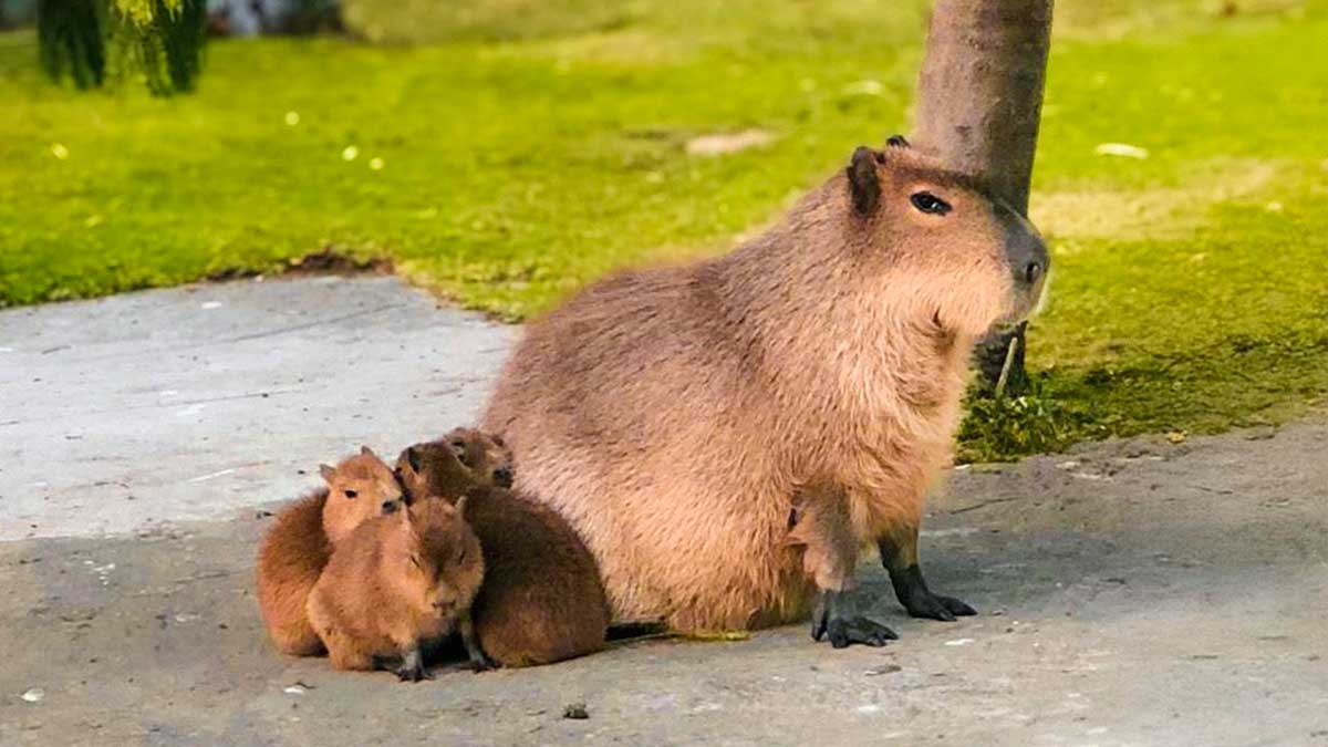 ¡Llegan 130 nuevas crías al Parque Ecológico Zacango! Capibaras, avestruces, antílopes y más
