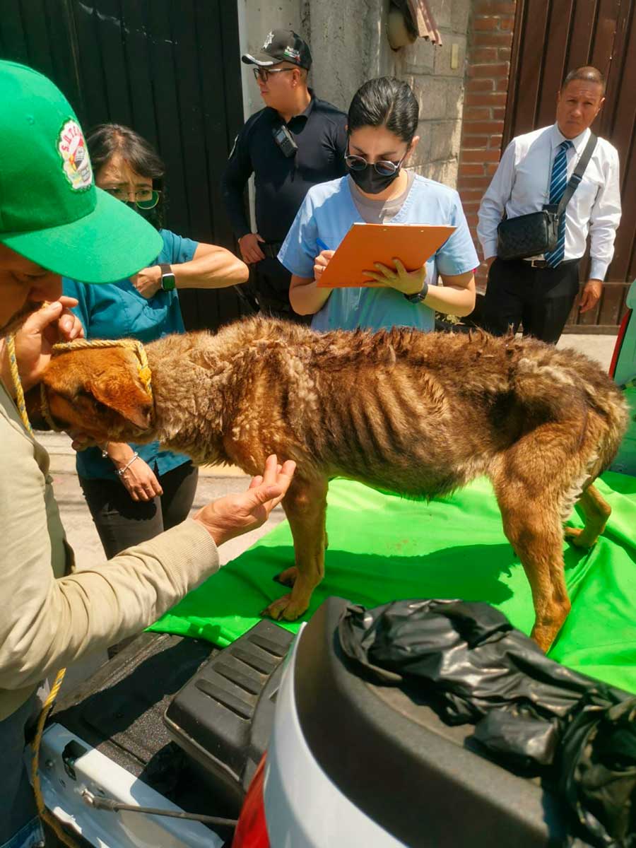 Autoridades rescatan tres perritos víctimas de maltrato.