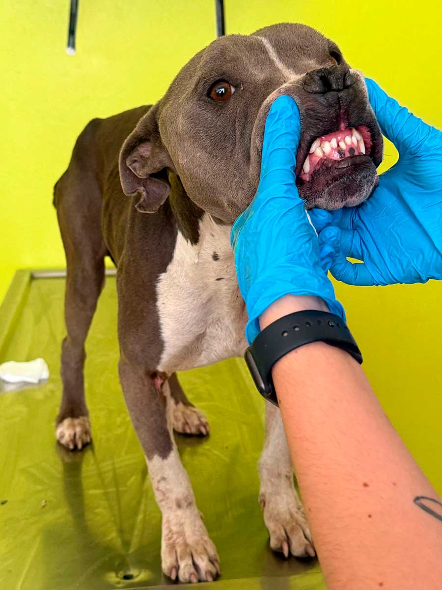 Presentan mejoría los caninos rescatados en Totoltepec y Cacalomacán.