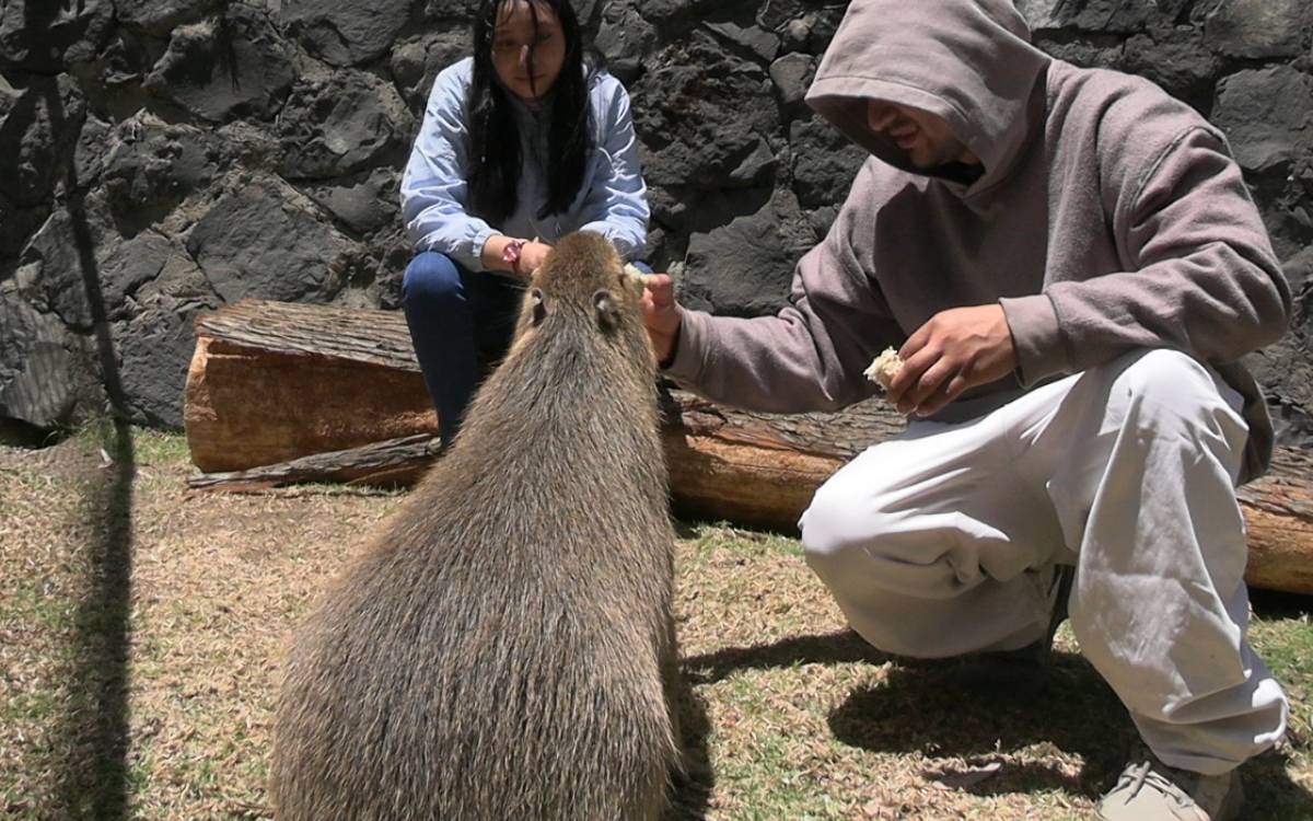 como me uno a la experiencia capibara en zacango