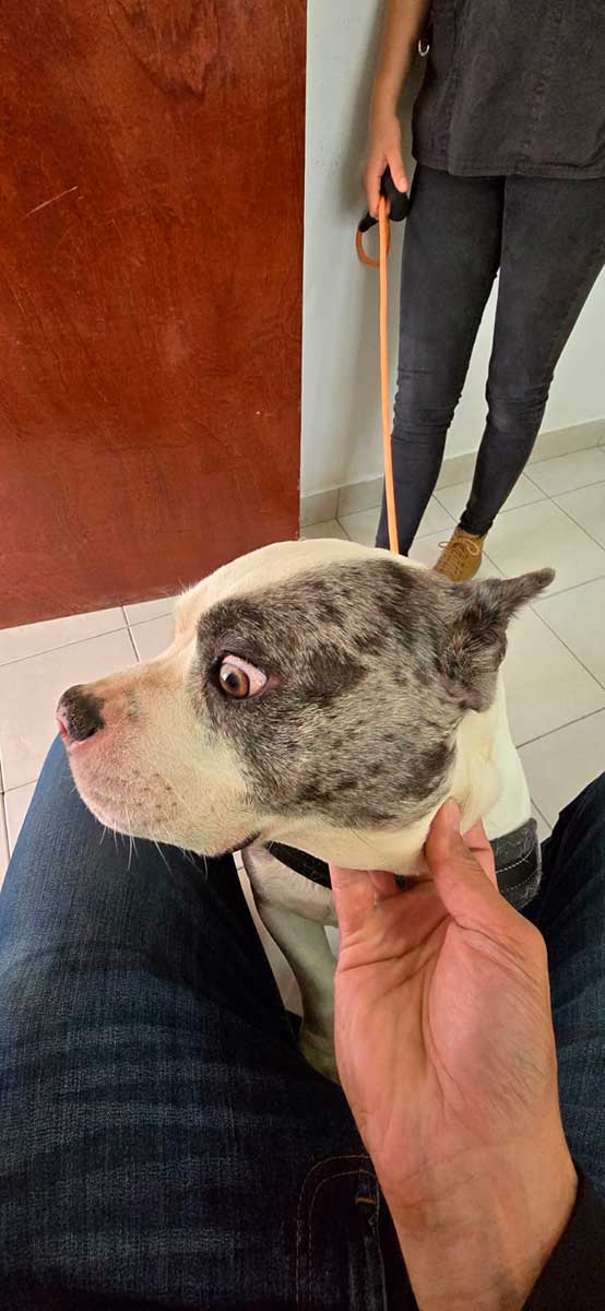 CCyBA rescata perrita por maltrato animal en los sauces de Toluca.