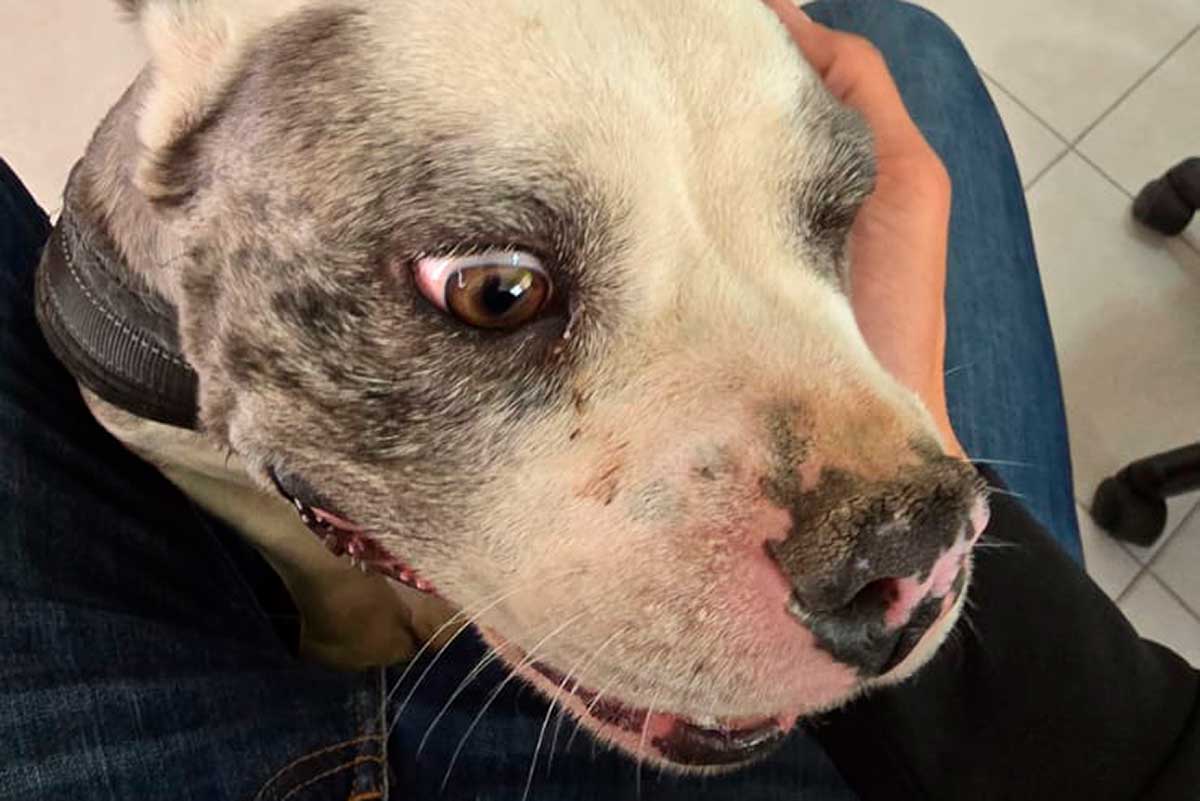 CCyBA resguarda a perrita rescatada en Sauces tras denuncia por maltrato animal