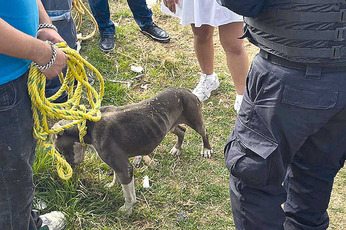 El gobierno de Toluca refuerza penas al maltrato animal.