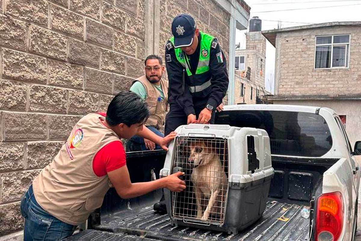 El gobierno de San Mateo Atenco rescata dos perritos por maltrato animal.