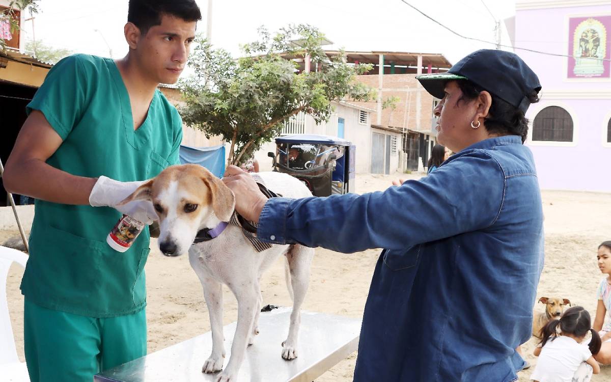 Toluca anuncia esterilización y vacunación gratis para mascotas