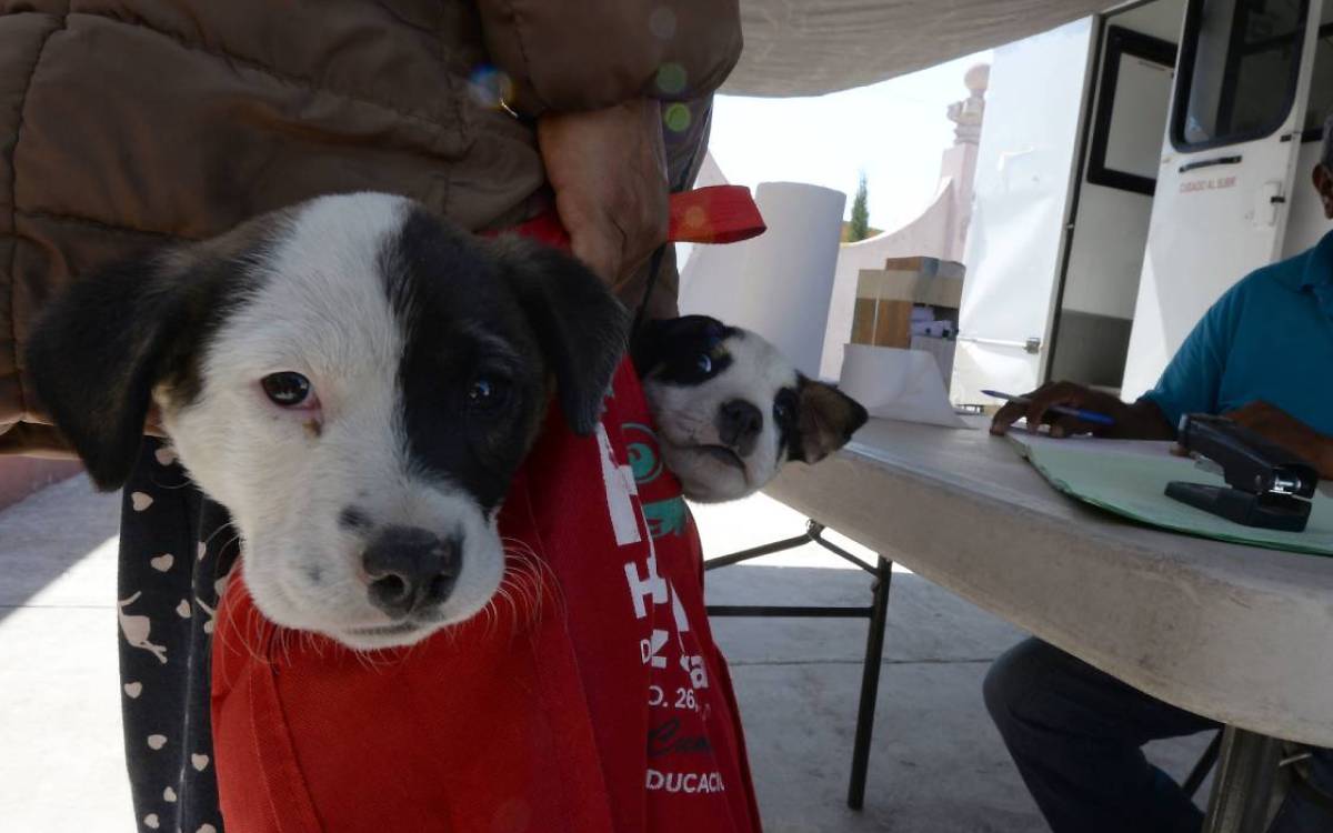 perrito en campaña esterilizacion gratis toluca