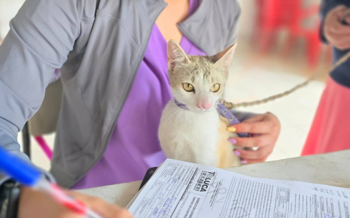 ¡Esteriliza y vacuna gratis a tu mascota en Toluca!
