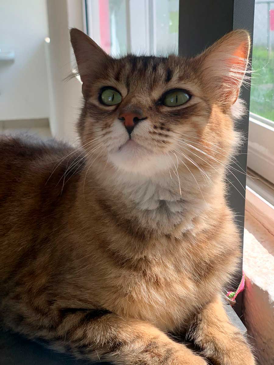 CCyBA pone tres gatos en adopción, buscan familias responsables en Toluca.