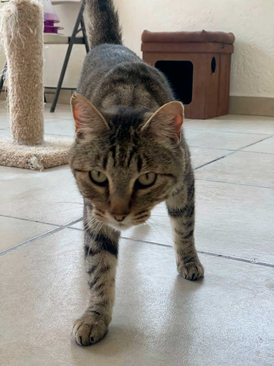 CCyBA pone tres gatos en adopción, buscan familias responsables en Toluca.