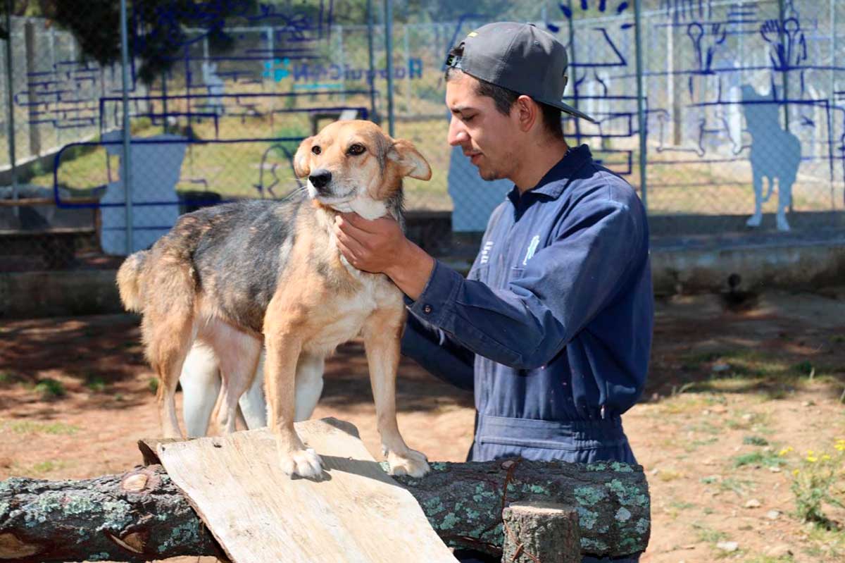 Más de 350 Perritos Rescatados Encuentran Hogar Gracias a “Huixquican” en Huixquilucan