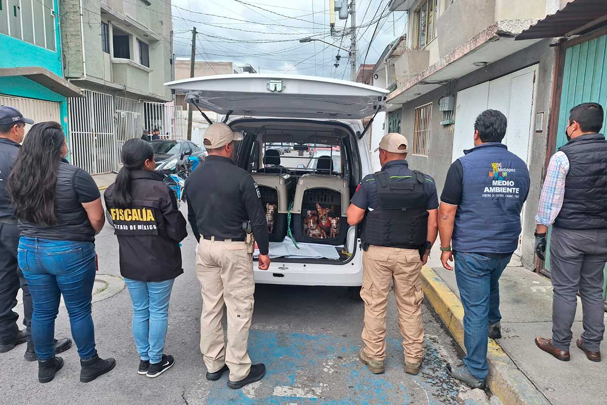 Nota Informativa | Rescatan a 36 perros en Metepec tras denuncia de maltrato animal