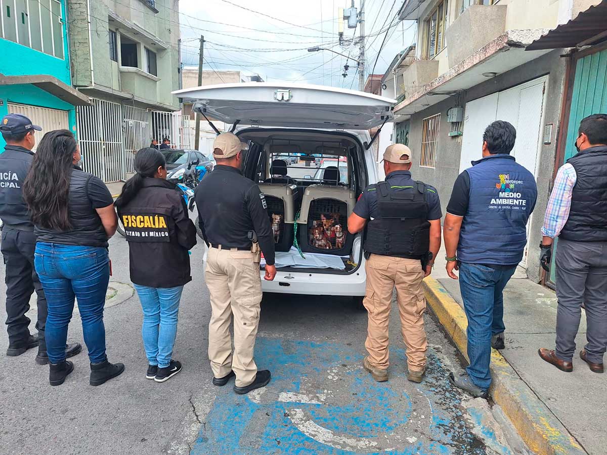 En Metepec rescatan a perritos por maltrato animal de una vivienda en Infonavit San Gabriel.