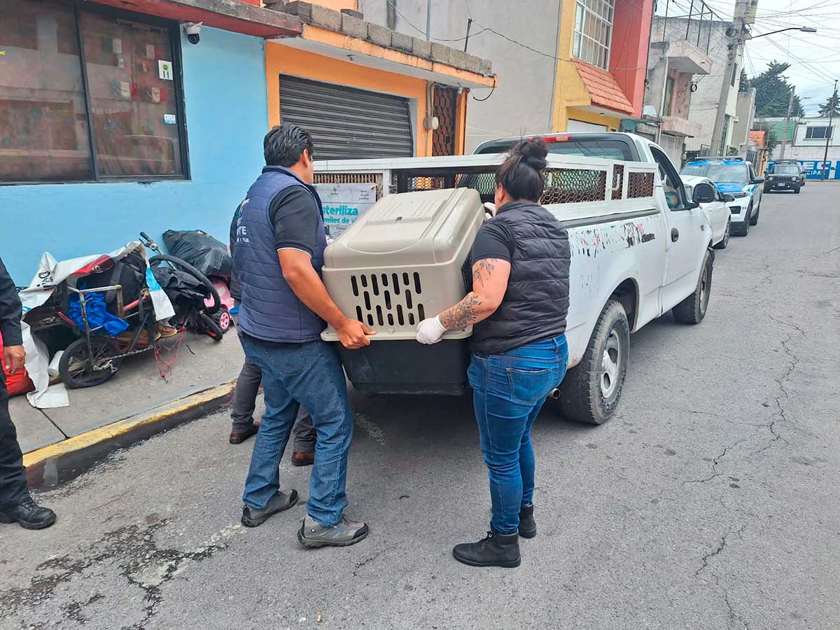 En Metepec rescatan a perritos por maltrato animal de una vivienda en Infonavit San Gabriel.