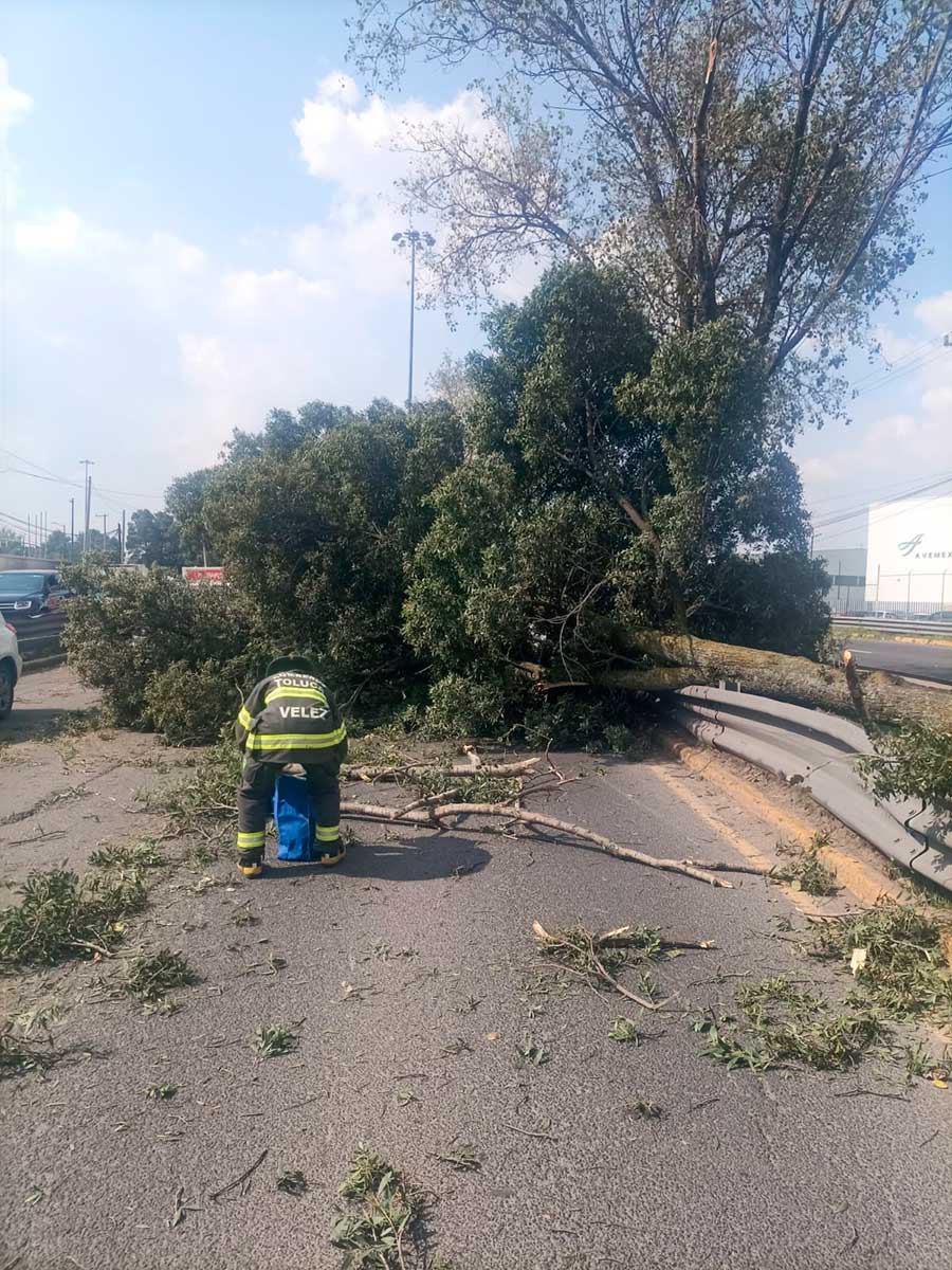 Protección Civil y Bomberos de Toluca retiran árbol caído en la Avenida Miguel Alemán.