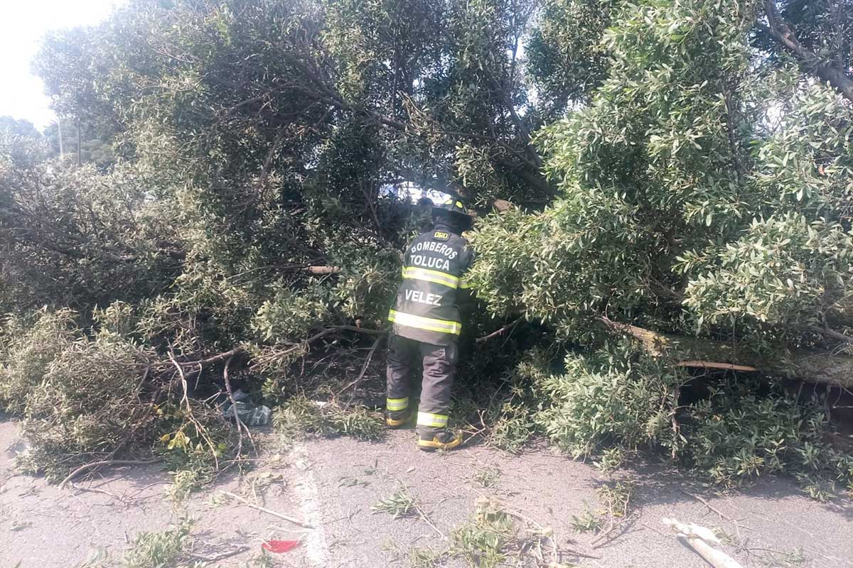 Protección Civil y Bomberos de Toluca retiran árbol caído en Boulevard Miguel Alemán