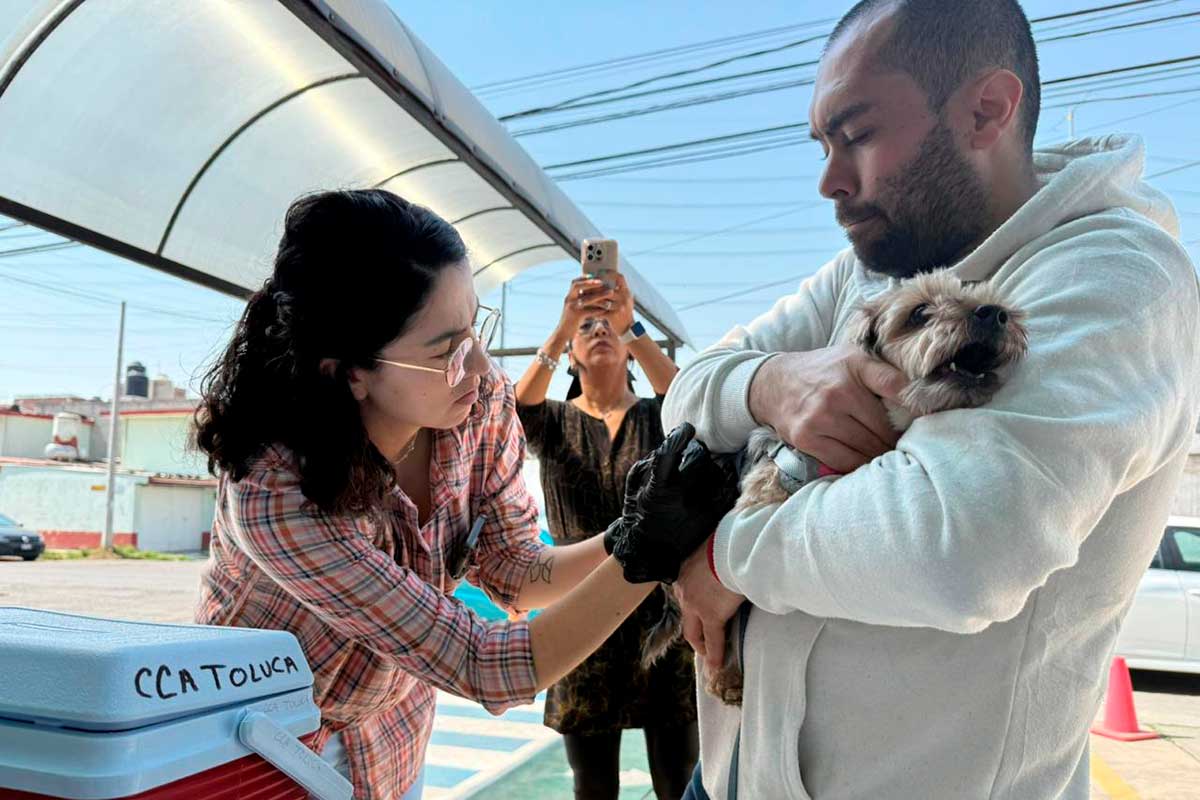 Toluca celebra la esterilización número 10 mil de perros y gatos en 2025