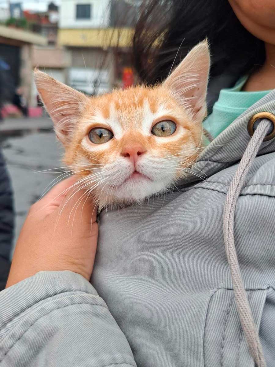 Toluca anuncia la esterilización 10 mil.
