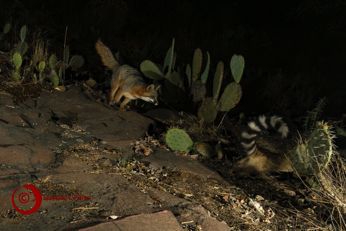 Encuentro inesperado: zorro gris y cacomixtle establecen sorprendente alianza en Ciudad Universitaria de la UAEMéx