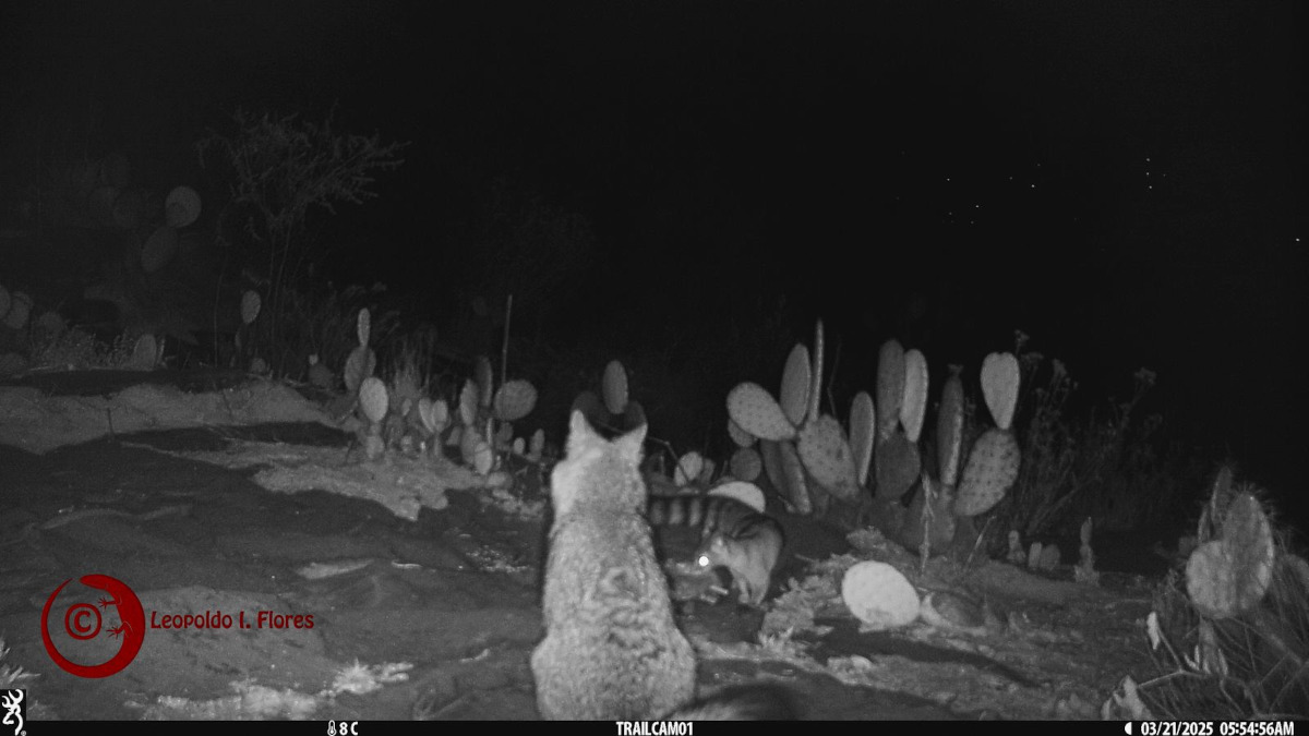 Fauna silvestre en ciudad universitaria de la UAEMéx.