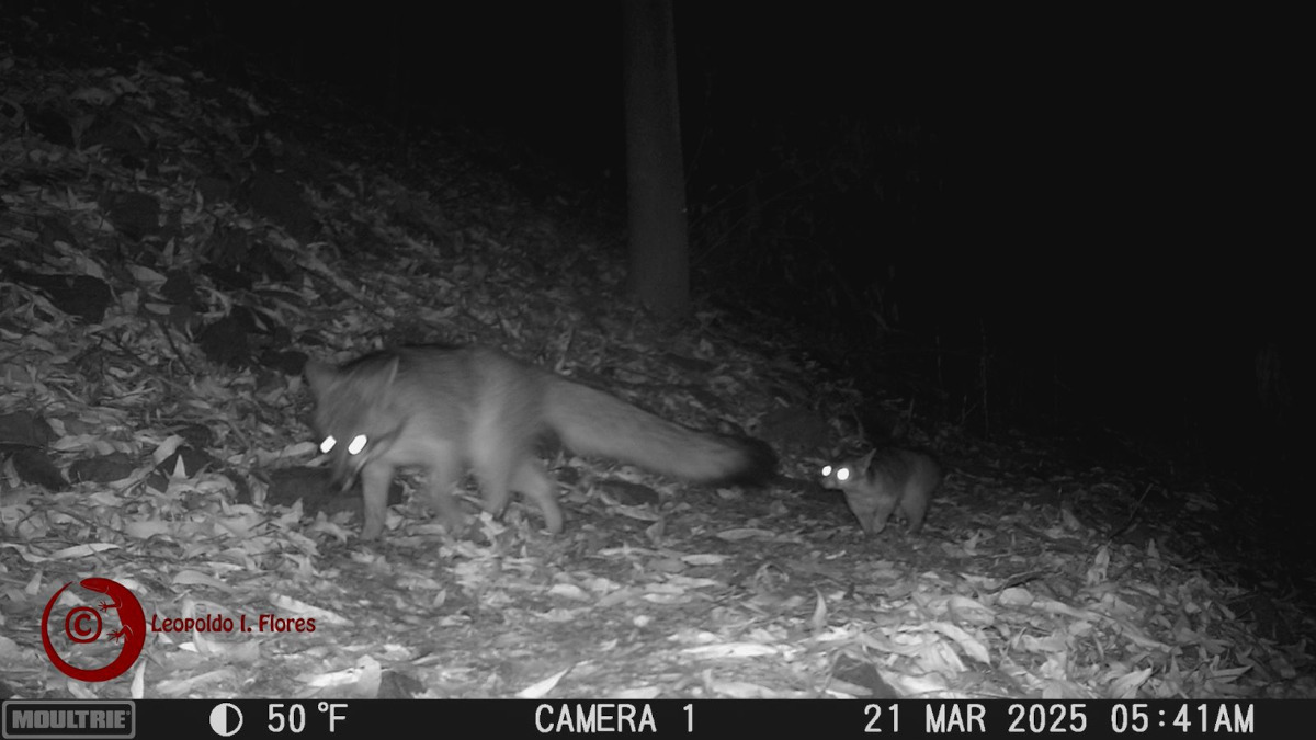 Fauna silvestre en ciudad universitaria de la UAEMéx.