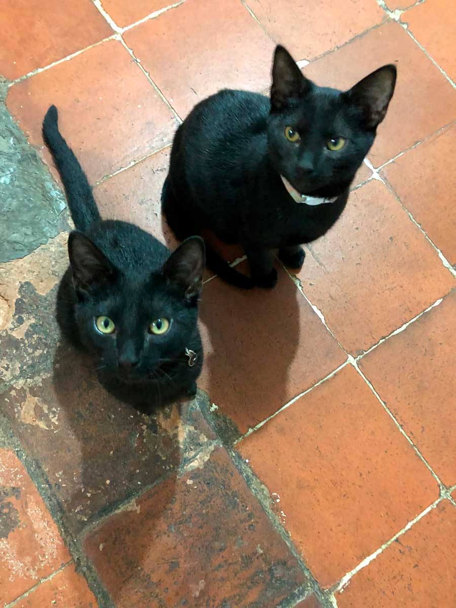 Toluca recomienda cuidar a las mascotas.