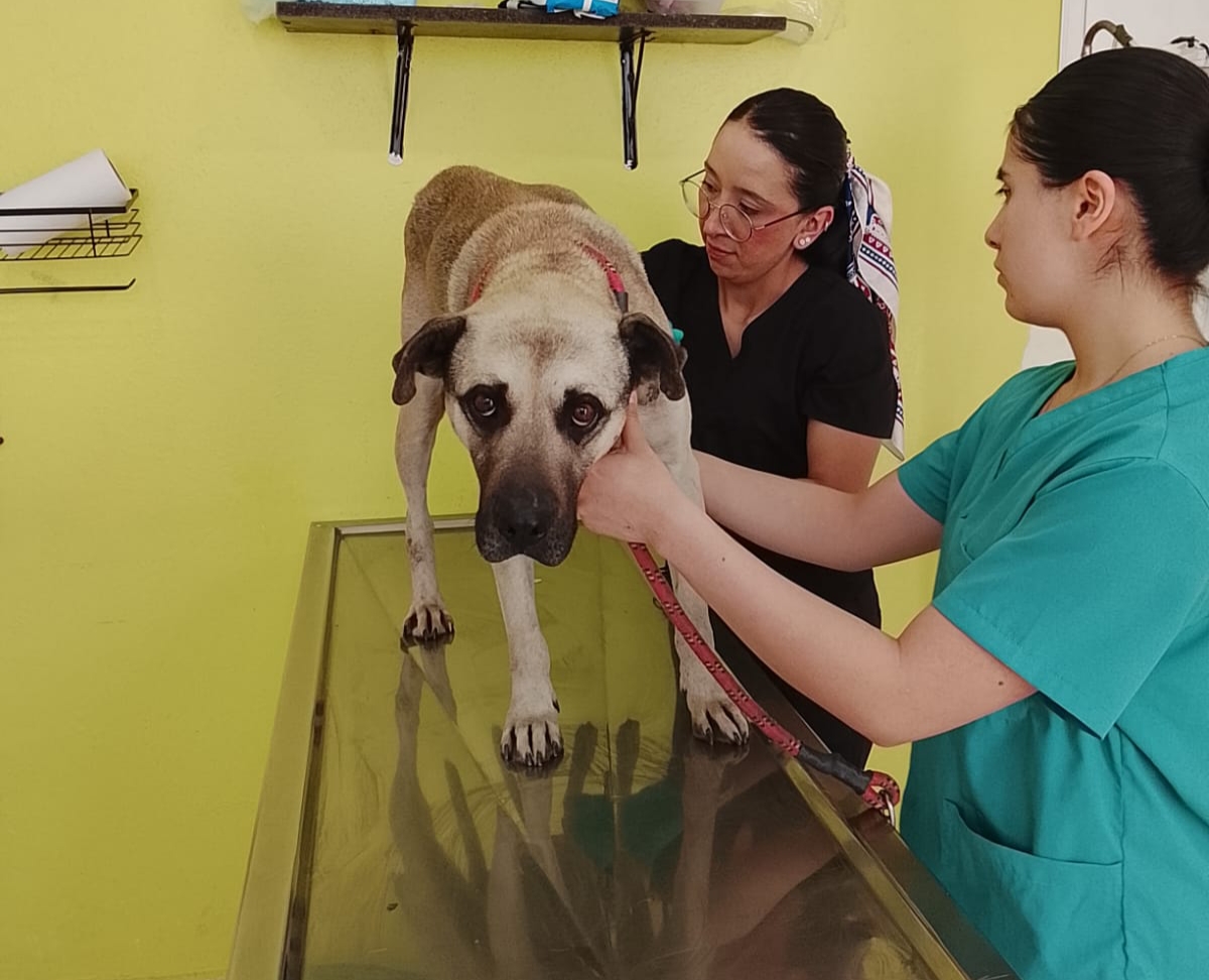Toluca atiende animales vulnerables.