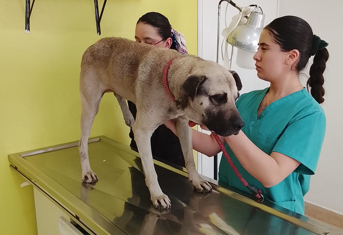 Toluca refuerza su compromiso con el bienestar animal: atienden a perritos atropellados en la vía pública