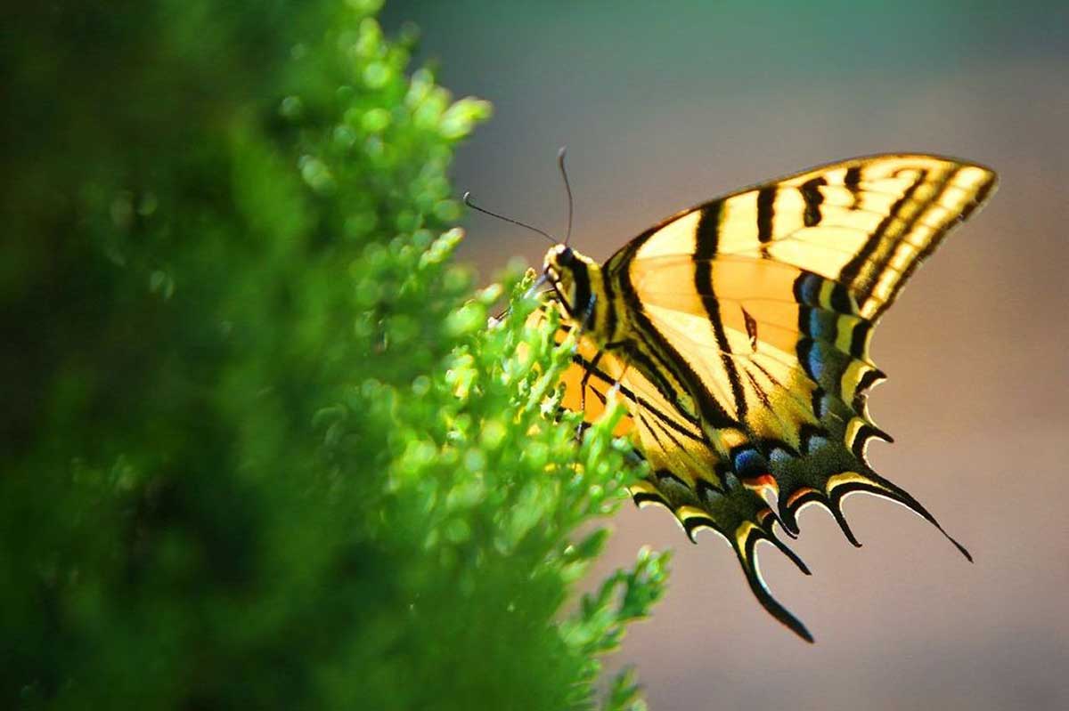 Las mariposas, grandes indicadores de la salud ambiental: cuidarlas es cuidarnos