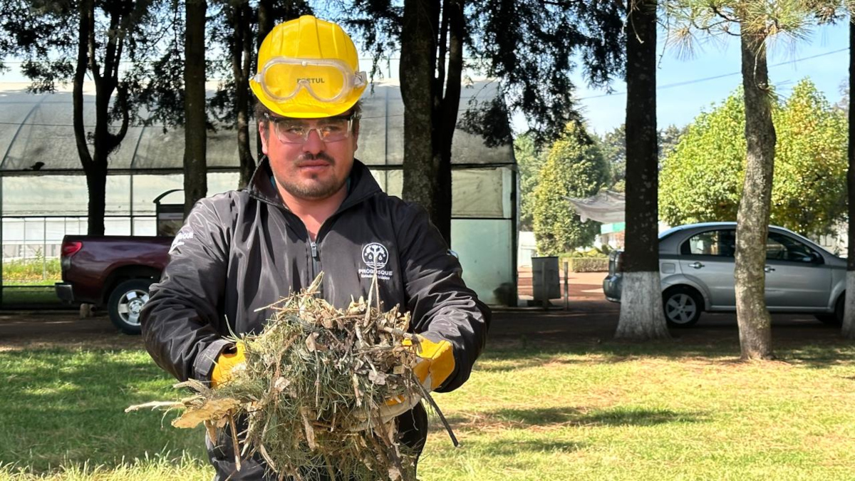 ¿Dónde reciclar los árboles de Navidad? Probosque habilita 17 centros de acopio en Edoméx