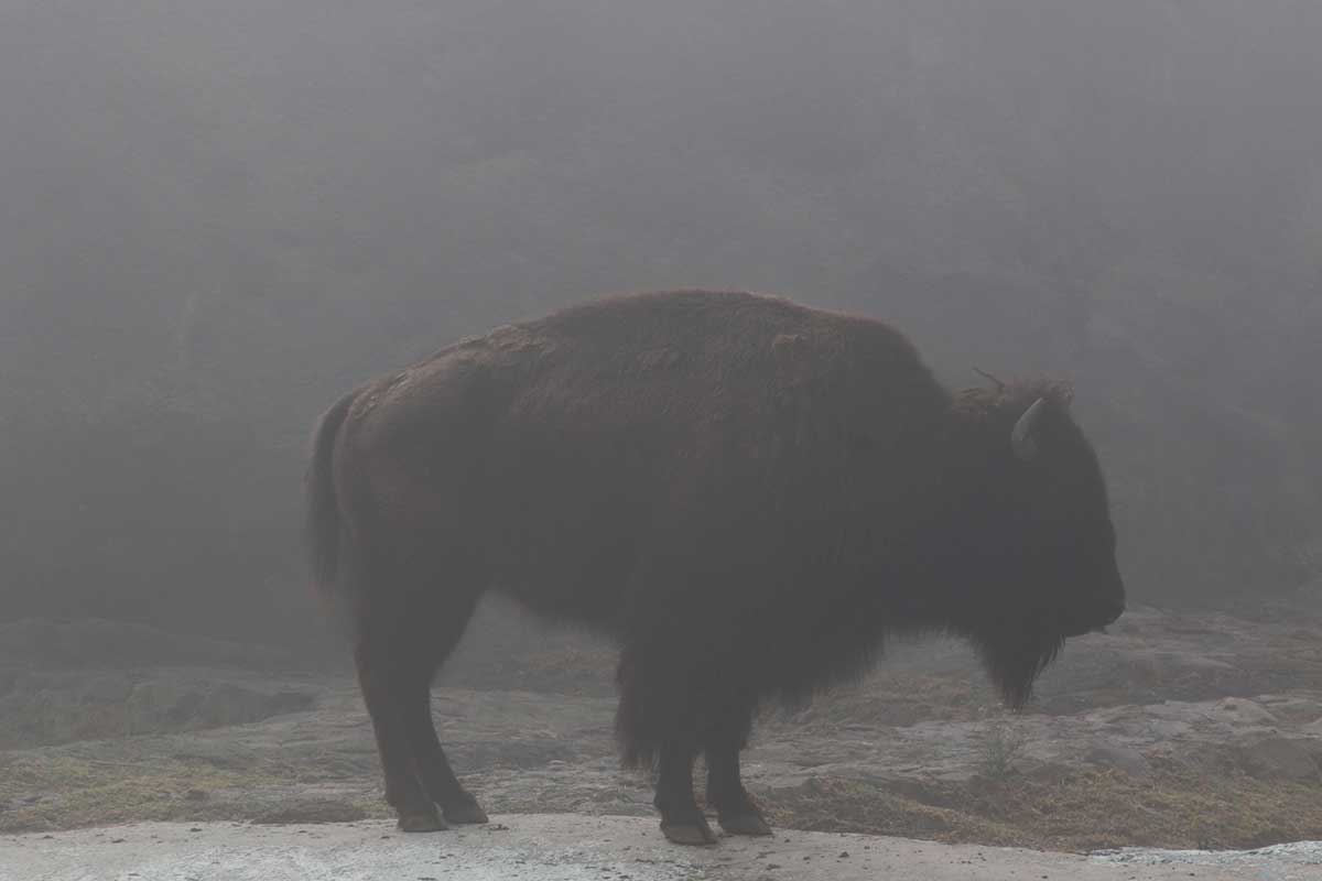 Gobierno del EdoMéx refuerza la protección de especies en Zacango durante la temporada invernal