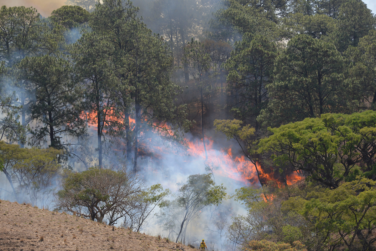 Intervención humana provocó hasta la mitad de los incendios forestales en Edomex: Probosque