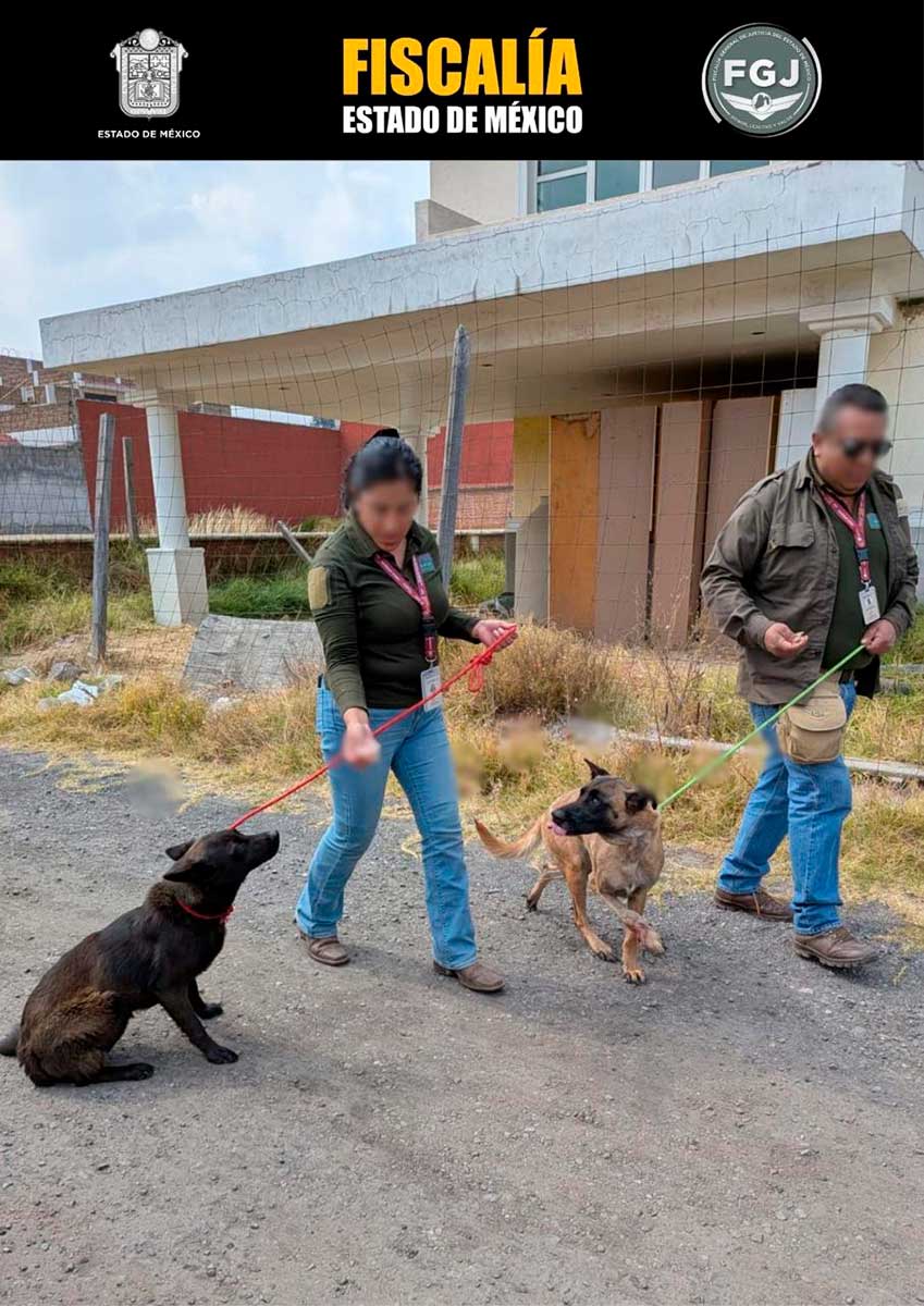 Rescate de perros en toluca.