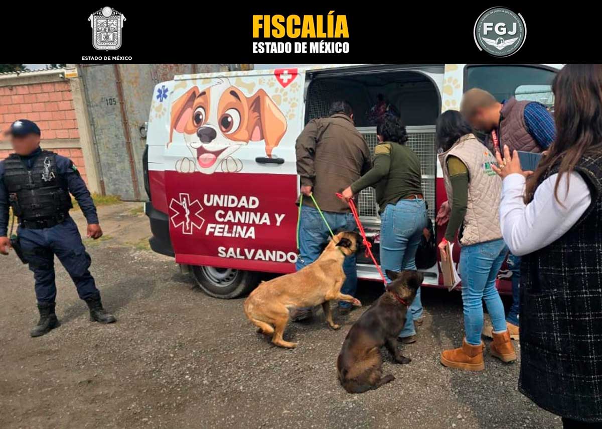 Rescatan a dos caninos en Toluca por presunto maltrato animal; Fiscalía mantiene investigación