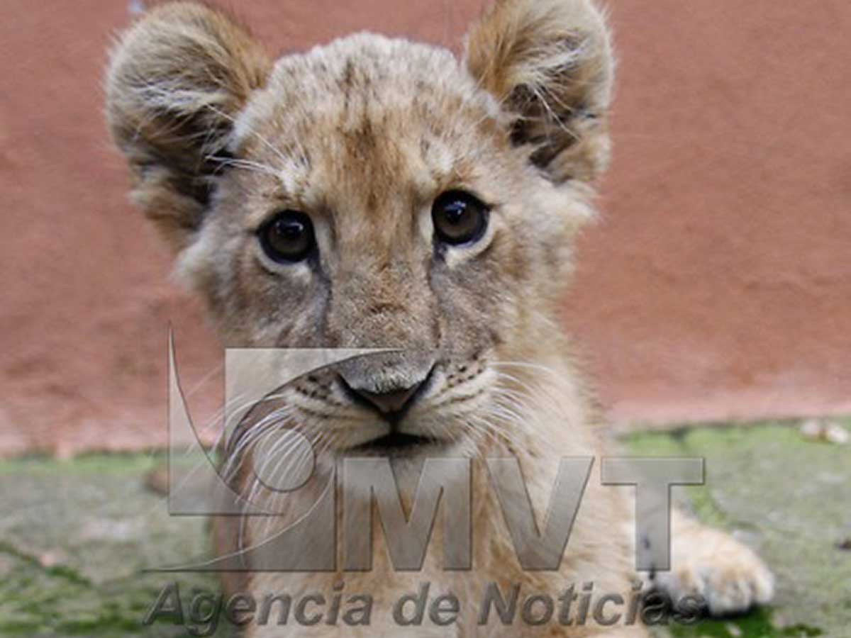 Zacango celebrará 45 años con exposición nacional de camionetas clásicas