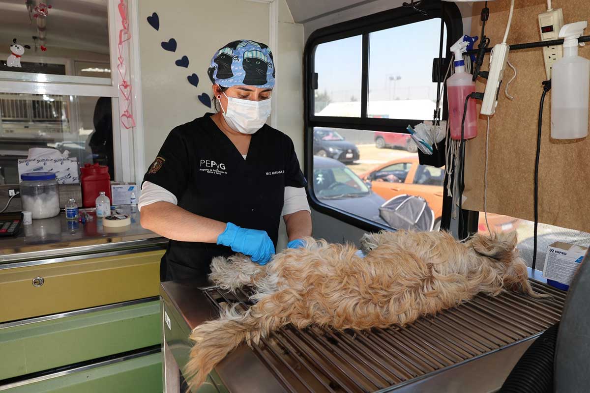 Esterilización animal en de especialistas de la UAEMéx.